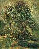 Vincent Van Gogh. Chestnut Tree in Blossom.