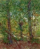 Vincent Van Gogh. Trees and Undergrowth.