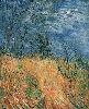 Vincent Van Gogh. Edge of a Wheatfield with Poppies.